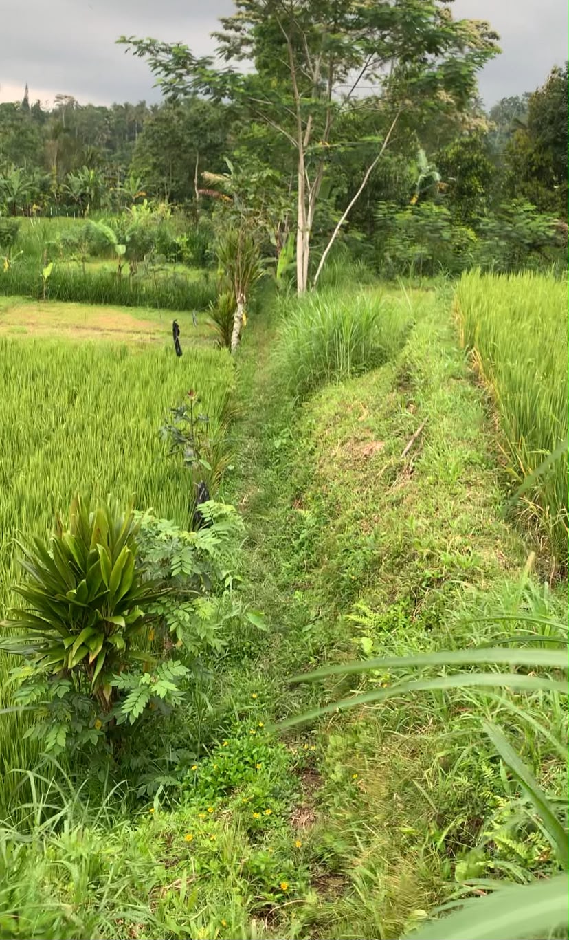 Investasi Tanah di Tegalalang!