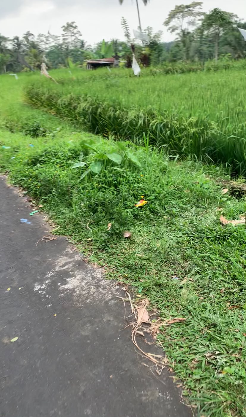 Investasi Tanah di Tegalalang!