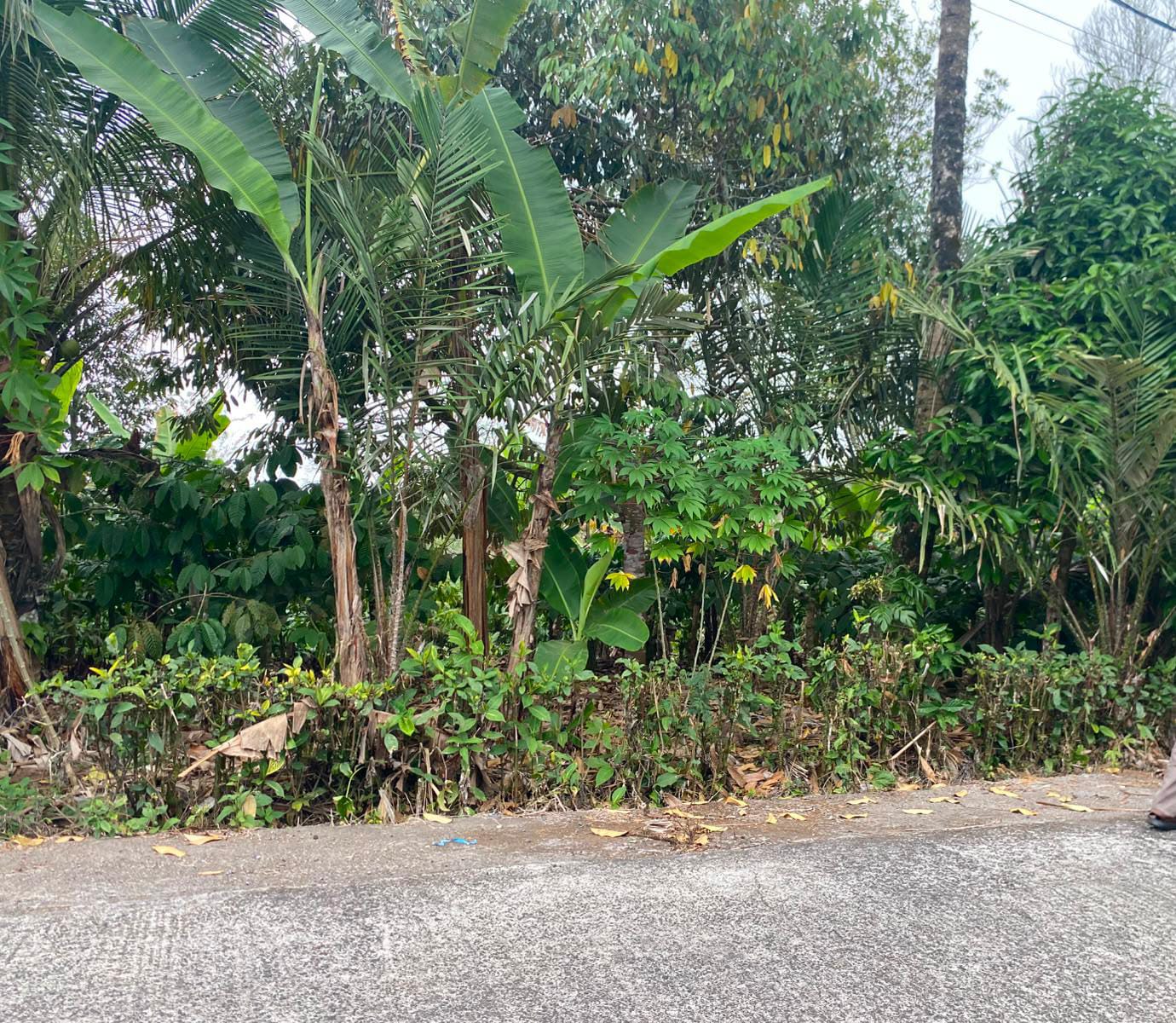 120 ARE LAHAN LUAS PINGGIR JALAN, KAWASAN PUPUAN - TABANAN 3