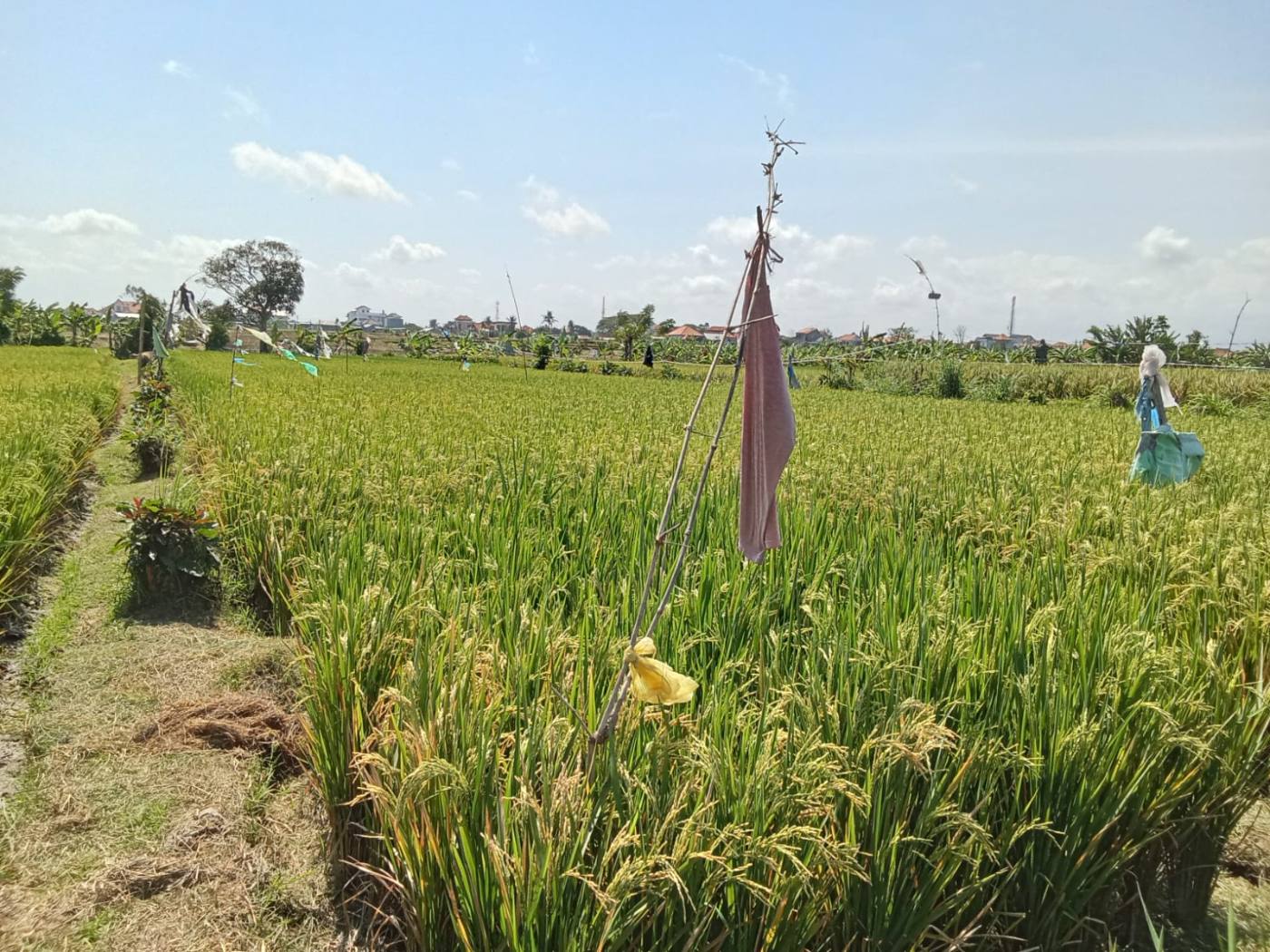 PELUANG INVESTASI TANAH SAWAH 11 ARE DI CELUK, SUKAWATI – HARGA MENARIK! 2