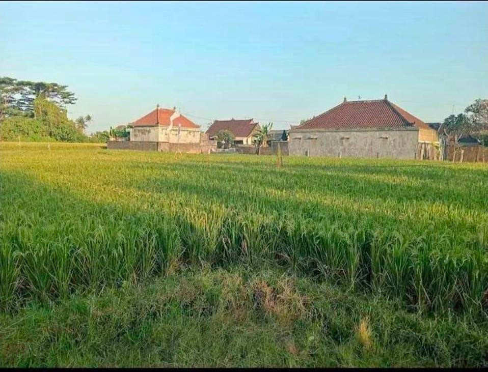 INVESTASI TANAH SAWAH 14 ARE DI BLAHBATUH – KAWASAN PEMUKIMAN, POTENSI JANGKA PANJANG!