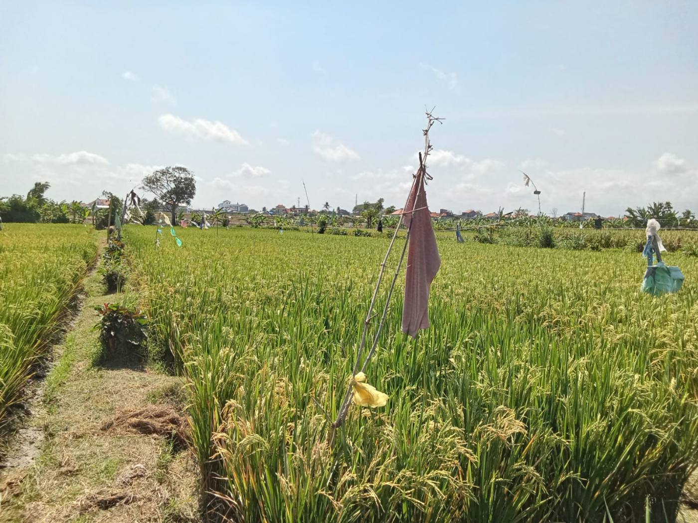 PELUANG INVESTASI TANAH SAWAH 11 ARE DI CELUK, SUKAWATI – HARGA MENARIK!