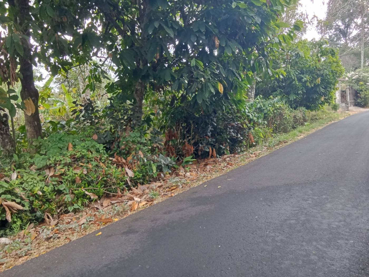Lahan Kopi 50 Are | ITR Kuning, noPinggir Jalan Raya